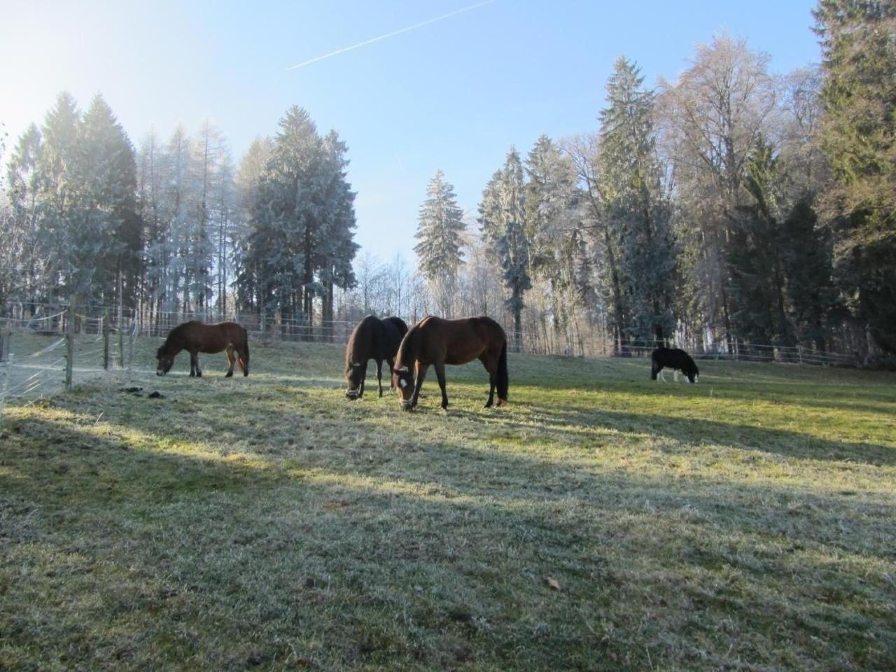 Ferienwohnung Pferde - Und Eselhof Gruenegg Eschenz Exterior foto