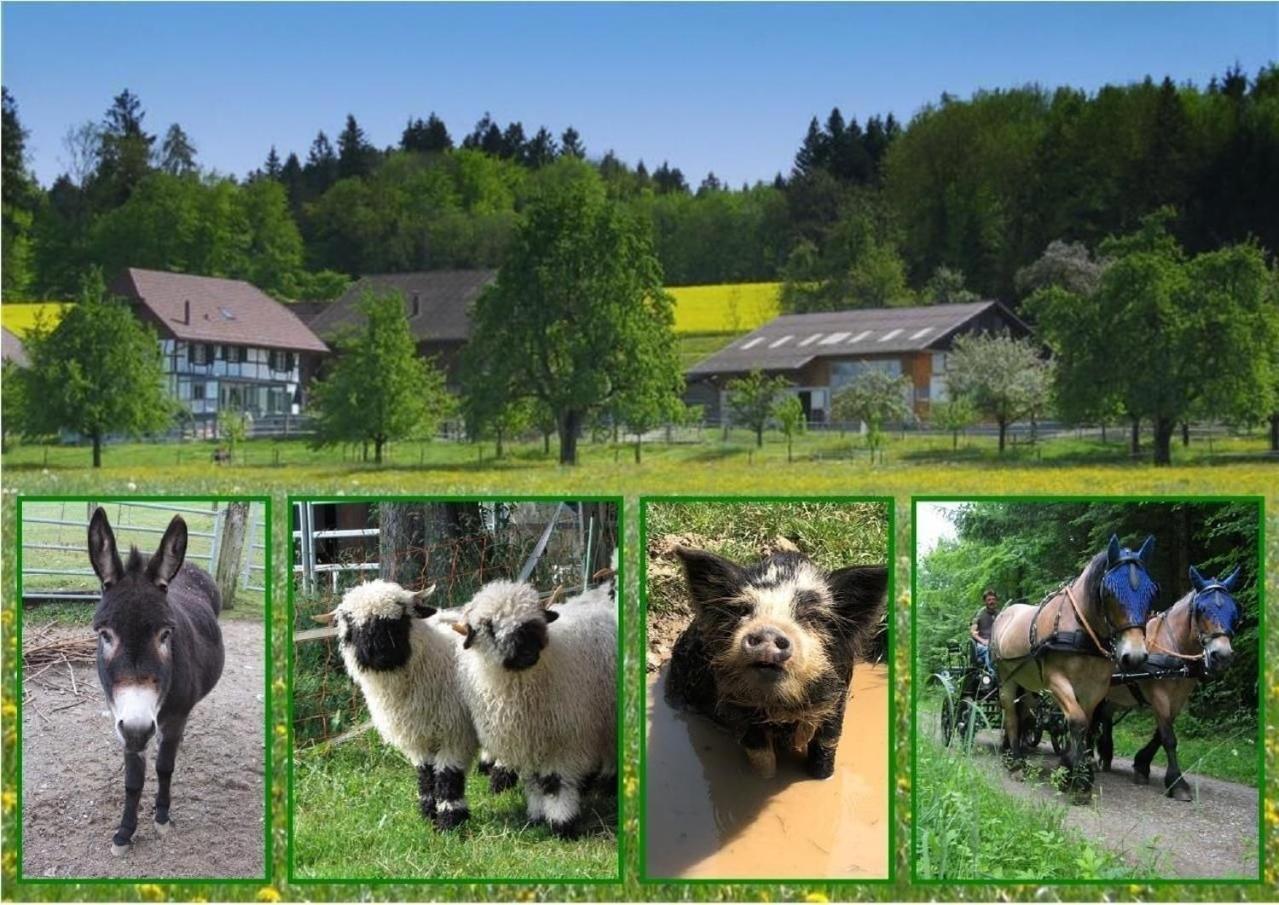 Ferienwohnung Pferde - Und Eselhof Gruenegg Eschenz Exterior foto