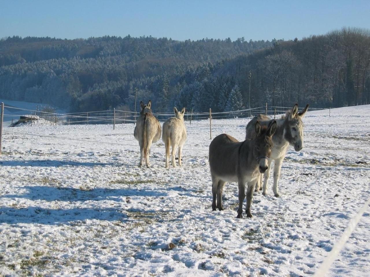 Ferienwohnung Pferde - Und Eselhof Gruenegg Eschenz Exterior foto