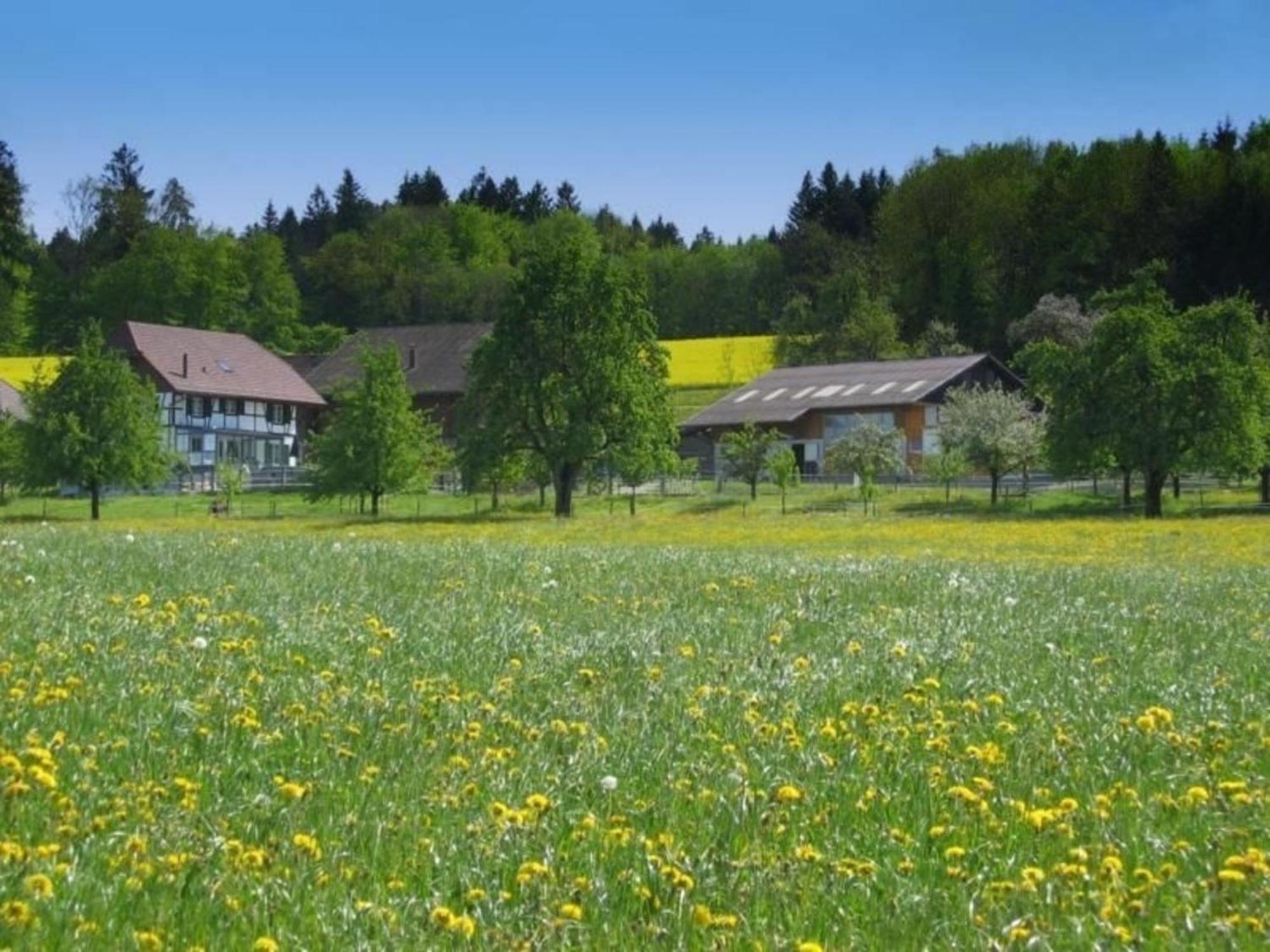 Ferienwohnung Pferde - Und Eselhof Gruenegg Eschenz Exterior foto